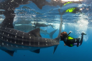 Two Whaleshaks with divers, Isla Contoy México by Alejandro Topete 